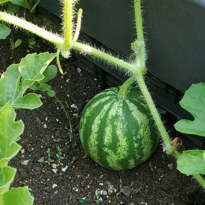 chewandy's profile picture. #unhacked