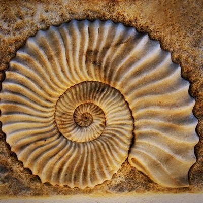 _ri_sk_'s profile picture. 