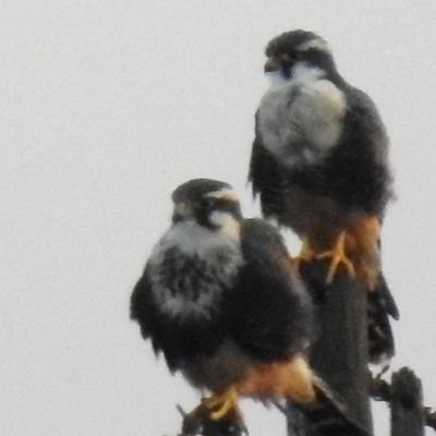 Aficionada al avistaje de Aves. Cuidando la biodiversidad.
instagram _mejor100volando_