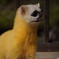 miffy (@qu34ntp2fluzvnx) 's Twitter Profile