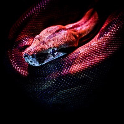 AiRybot's profile picture. 🐍 👨🏻💻 🐍 | Software Developer ⏳#PythonProgramming