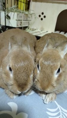 動物虐待許せません
人間にも動物にも優しい社会になりますように…