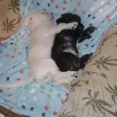 JareldJuarez's profile picture. oh