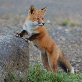 Mr_OldFox's profile picture. Defending the values ​​and culture of the West, freedom and democracy against communism and socialism.
Christian, Patriot.
#Patriots #MAGA #Trump
#FJB. #IFBAP