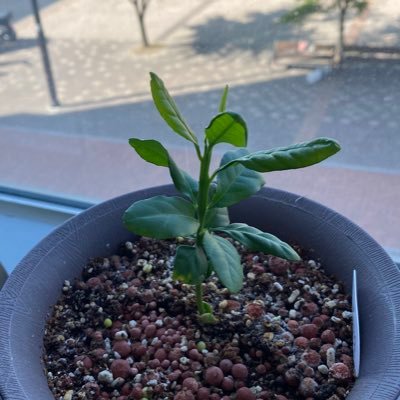 man99u1's profile picture. 