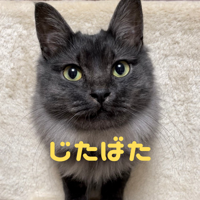 J1W2t6bVDekxvEF's profile picture. 老後のことも考えて、ほどほどに節約し、夫婦仲良く年金暮らしを楽しみたい…。そんな60代夫婦と二匹の猫の ちょっと笑える暮らしぶりに、ほっこりとしていただけたら幸いです。