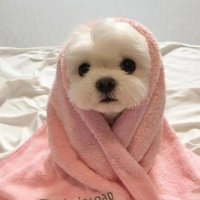 小煮包 (@xiaohbao) 's Twitter Profile Photo 小煮包 (@xiaohbao) 's Twitter Profile Photo