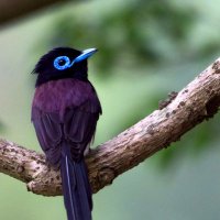 elmomo (@corestarmorumo) Twitter profile photo