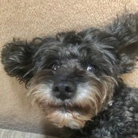 Debs (@tweetingdebs) 's Twitter Profile