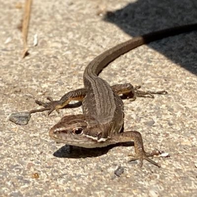 生きてません