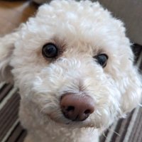 るでーる (@motimarimo) 's Twitter Profile