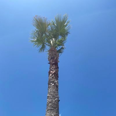 hiiiiinomnkdisk's profile picture. 三十代前半