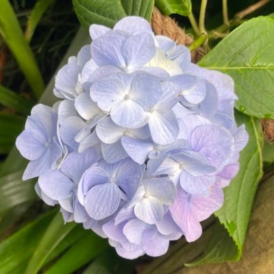 みずふゆさんのプロフィール画像