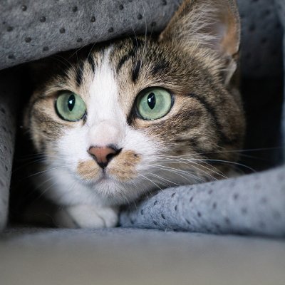 mas75482's profile picture. まったりポケ活