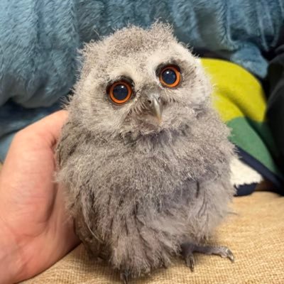 アフリカオオコノハズク(2022/5/11🎂♀)のピノ(Pinot)🐣 2022/6/10お迎えしました🏠先輩方と情報交換もできると嬉しいです🙇♀️名前はワインのピノノワールから🍷