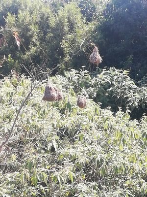 Birds prepare their nests before rain season