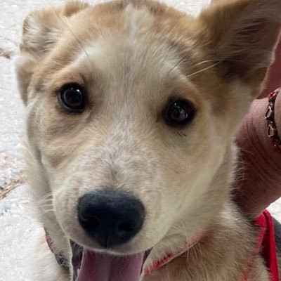 GregHou35088703's profile picture. Tesla and dog investor. Every twenty years or so I get a semi-good idea. ALL of Washington, D.C. is a con perpetrated on the American people. GOD=BEAUTY=LOVE