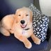 never2manygoldens (@homeof2goldens) Twitter profile photo never2manygoldens (@homeof2goldens) Twitter profile photo