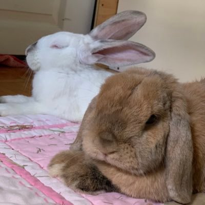 patiobunns's profile picture. We are two bunnies who are both perfect and sweet and we deserve cookies. Poppy (harlequin lop) and Cedar (cali/Himalayan mix).  |🇨🇦🏳️‍🌈👨‍❤️‍👨🏳️‍⚧️🐰🐰