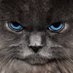 thetruescaredycat (@angrycat56) Twitter profile photo thetruescaredycat (@angrycat56) Twitter profile photo