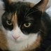 Sociopathic Cat (@sociopaticcat) Twitter profile photo Sociopathic Cat (@sociopaticcat) Twitter profile photo