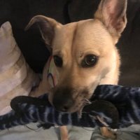 Rat (@xzero006) 's Twitter Profile