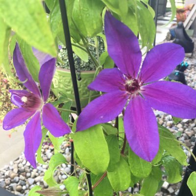 PalJaegeredu's profile picture. Opinions are mine. Business exec seeking continuous growth, new connections and making a positive contribution. This she/her is a proud Mom of 5 & 2 fur babies.