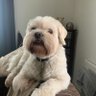 DavidMc38984768's profile picture. anti WEF, anti PC , anti woke, BLM are scammers , anti ER & JSO, climate change is a green hoax, pronouns:Bol/Ox, only two genders, 🫵👫ANTIFA=🐕💩👍