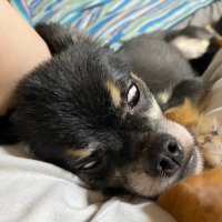 はやとちり (@luckynezi) 's Twitter Profile