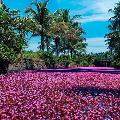 Tuscan786's profile picture. why Green at other side