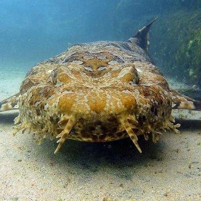 Wobbegong shark enjoyer