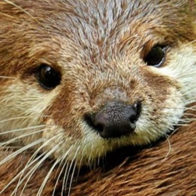 La loutre