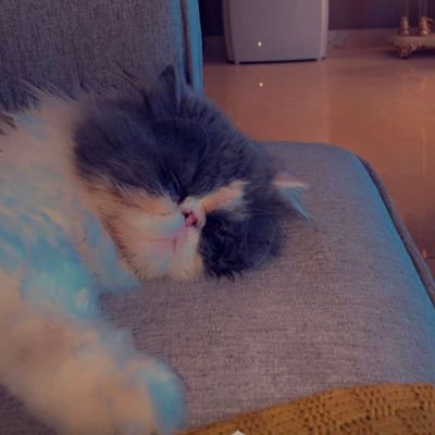 mohamme30986842's profile picture. لا تقلق «فَمَا ظَنّكم بِرَبّ العَالمِين»