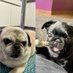 Ñoqui & Trufa Pugs (@noquipug) Twitter profile photo Ñoqui & Trufa Pugs (@noquipug) Twitter profile photo