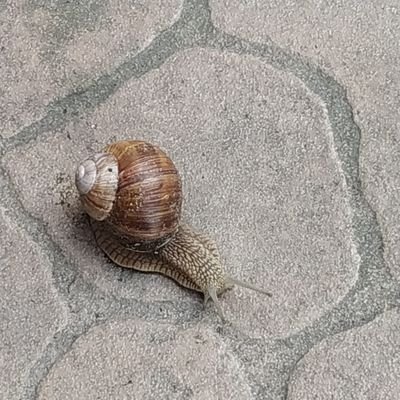 טכנולוג חסר תקנה עם קורטוב של מזוכיזם, רק מחכה שתשכנעו אותי שאני טועה...