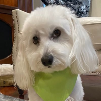 Maltipoo ~ Puppy Mill Rescue ~ Chondrodysplasia ~ ⭐️ Special Guest Star: Rosie ~ hers a Morkie ~ me’s new rescue baby sister (8/23) ~ 💚