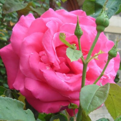 Dimuzio1Rose Profile Picture