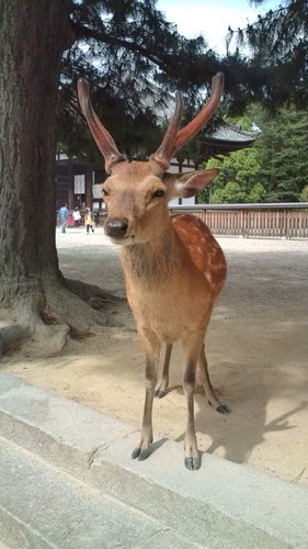 石川→広島→埼玉→滋賀