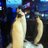 lizlederer's profile image