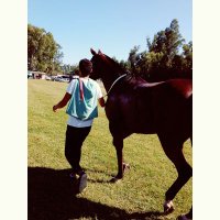 Bruno Pellisero (@pelliserobruno) 's Twitter Profile