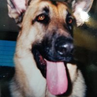 Evil Monkey (@fantasy_yoda) 's Twitter Profile