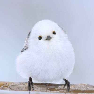 ashkyo2021's profile picture. 