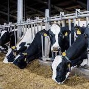 Senior Technical Specialist | Wallenstein Feed & Supply Ltd | Independent Dairy & Beef Cattle Nutrition | DonHaycock@wfs.ca | 519.275.1357 |