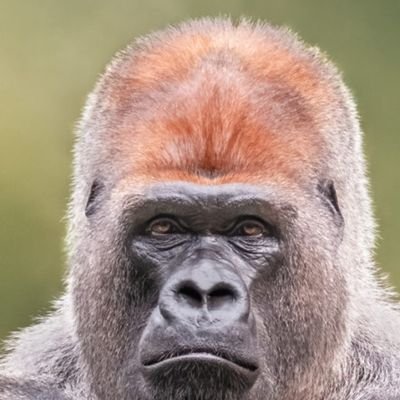 VIP\Mod\Streamer on twitch| Smile, you never know who is watching and how that can help them.
