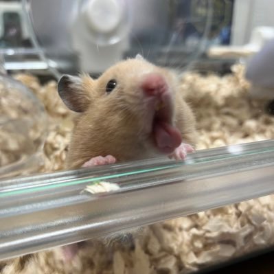 jCkZJ2danXJsSze's profile picture. 陸自装備でサバゲーやってま〜す 😄          最近はバイクハマりいろいろな所にツーリングに行ってます😁