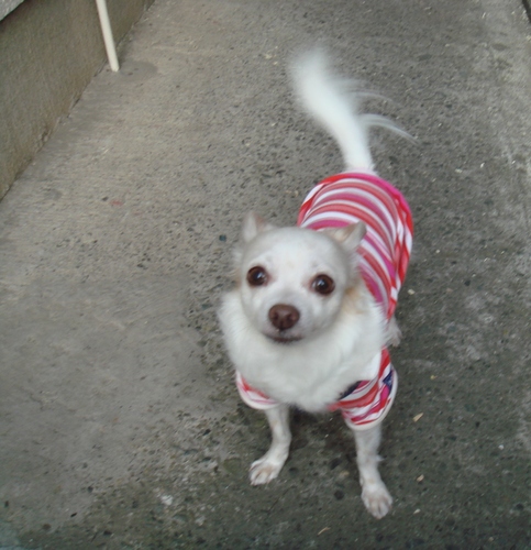 amandh3's profile picture. I'm Chihuahua who went OTRB in July 2017, and playing with my Beagle sister who'd been already in doggies heaven.