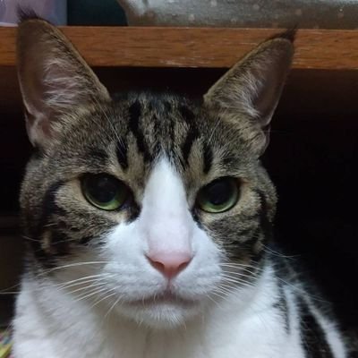 広島県東広島市出身、在住。
生まれた時からカープファンのおじさんです。