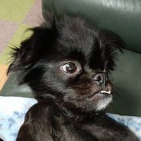 ぽん太🐾れいわ新選組サポターズ🐾 (@gamosurfvibes) 's Twitter Profile