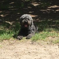 Han de Bont 😄🇪🇺🇺🇦 (@bruynesteynhan) 's Twitter Profile