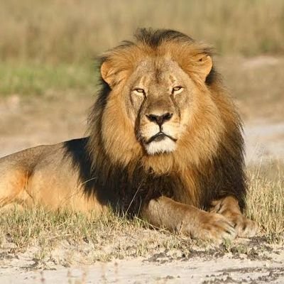 0706311186
Best known tour guide in Masai Mara national park 🏞️🦁